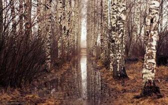Wallpaper Forest Trees Branch Birch Desktop