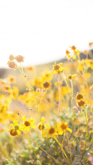 Floral Spring iPhone Wallpaper Top
