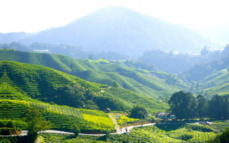 Tea Garden Wallpaper