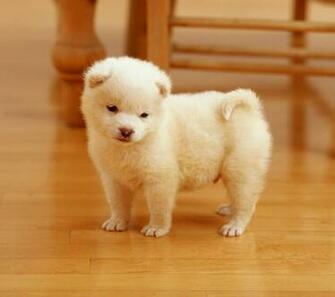 Cute Puppy Wallpaper Screensaver Pre Id