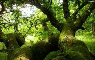Live Moss Wallpaper Pc Bsnscb