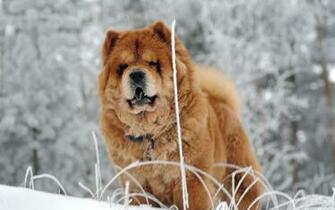 Chow HD Wallpaper Background Image Id