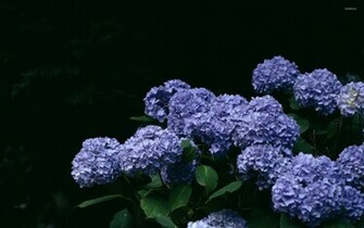 Hydrangea Wallpaper Flower