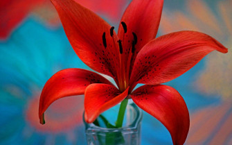 Wallpaper Flower Lily