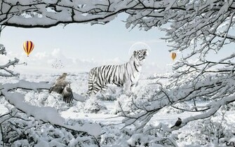 Tiger Siberian Or Amur White
