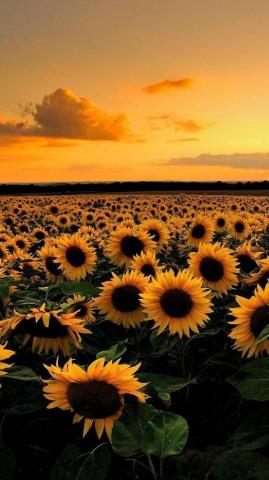 Miu On Sunflower Wallpaper iPhone