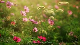 Flora Garden Wallpaper02 Desktop Cosmos Full HD Wallpaper