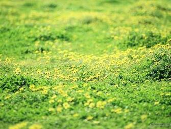 Wild Flowers Vol A Dreamy Flower Field Summer Paradise Picture