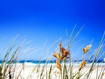 Summer Beach Grass Computer Desktop Wallpaper Pictures Image