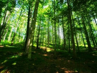 Beautiful Green Forest Wallpaper Wallpaper55 Best