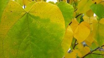 Yellow And Green Redbud Leaves Jpg