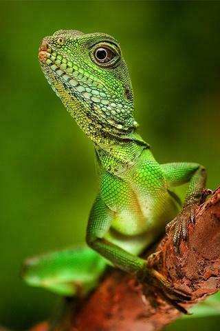 Reptile iPhone Wallpaper Idesign
