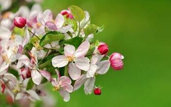 Apple Flowers Wallpaper