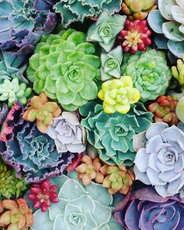 Succulents Wallpaper Colorful Watercolor