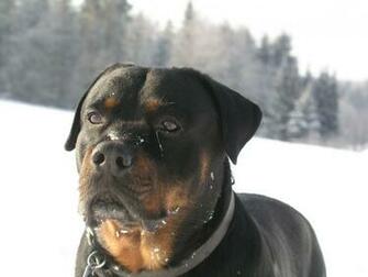 Rottweiler Puppy Dog Attack Big White
