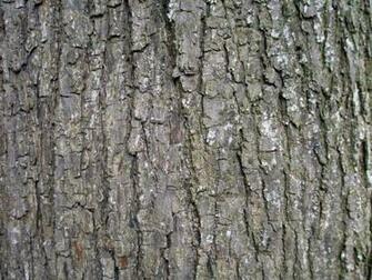Keywords Tree Bark Wallpaper Desktopwallpaper