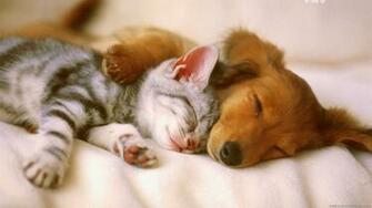 Animals Zoo Park Cute Cat With Dog Wallpaper