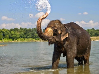 Beautiful Elephant Image HD Wallpaper
