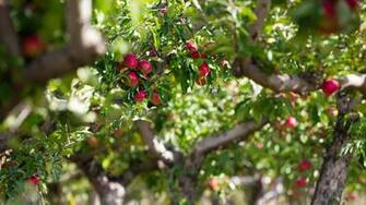 Apple Tree HD Wallpaper