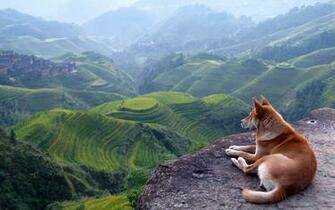 Dog Landscape HD Wallpaper Res