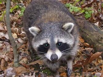 Coon Hunting Background Was On A Muzzy Hunt For