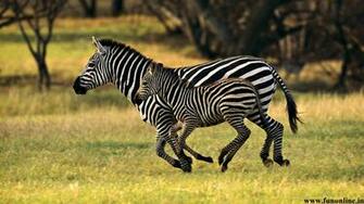 Zebra Wallpaper Black And White HD