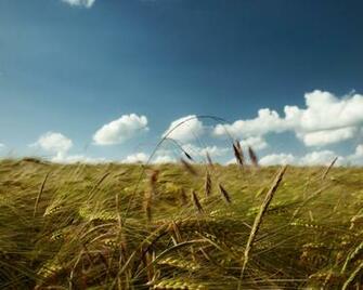 Sunny Day On The Field Desktop Wallpaper