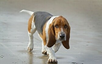Basset Hound Wallpaper
