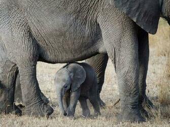 Wallpaper Animal National Geographic S Pictures Jpg