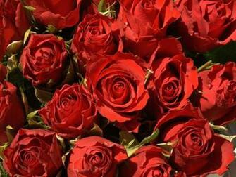 Flowers For Flower Lovers Beautiful Rose Wallpaper