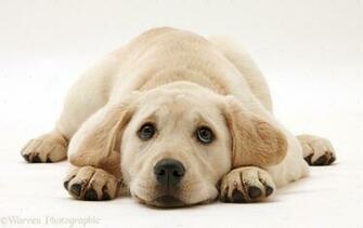 Yellow Labrador Puppy HD Wallpaper