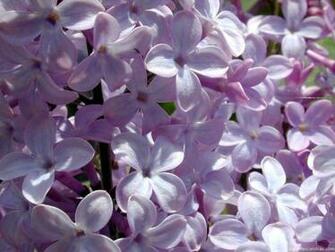 Fondos De Pantalla Fotos Lilas Flores