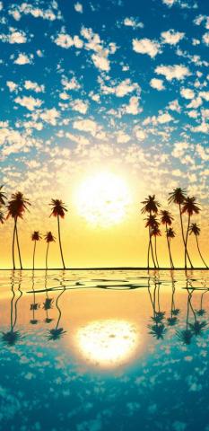 Sunset Palm Tree Cloud Sky Reflection 4k Ultra HD Mobile Wallpaper