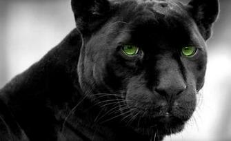 Black Panther HD Wallpaper Desktop Computer