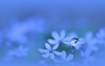 Monochrome Water Drops Macro Flora HD Wallpaper