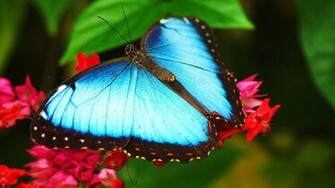 Beautiful Blue Butterfly Wallpaper