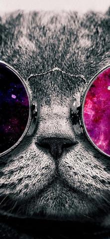 4k Cute Cat Wallpaper