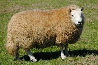 Cheviot Sheep HD Wallpaper Hivewallpaper