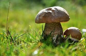 3d Wallpaper Beautiful Mushroom Desire Desktop Background