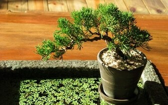 Plants Bonsai Tree Wallpaper