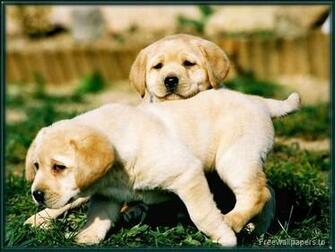 Dogs Image Labrador Puppies Wallpaper Photos