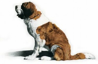 St Bernard Computer Wallpaper Desktop Background Id