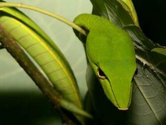 Ahaetulla Nasuta Photographed In May Of Using A Canon 5d Camera