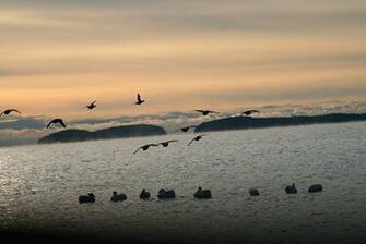 Goose Hunting Background Wallpaper