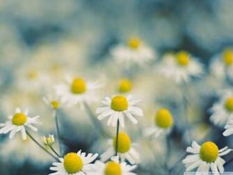 Wallpaper HD Bestwallpaper Ever High Definition
