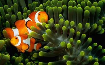 Wallpaper Animal Windows