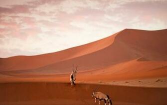 Oryx Desert Sand Wallpaper