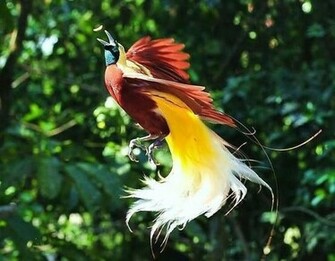 Bird Of Paradise Aka Cendrawasih From Indonesia