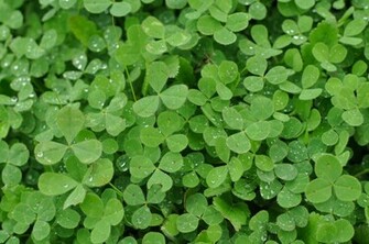Photograph Green Clover Shamrock Background By Brandon Bourdages