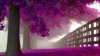 Purple Trees Wallpaper